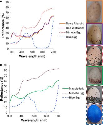 An Experimental Test of Defenses Against Avian Brood Parasitism in a Recent Host
